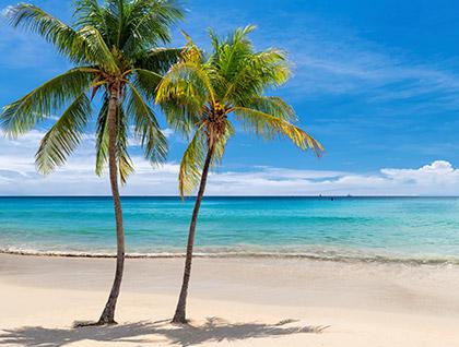 palm tree on beach shoreline