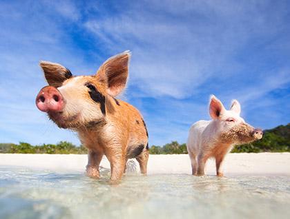 two pigs on a shoreline