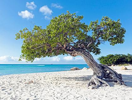 tree on a beach shoreline